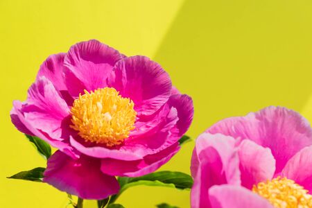 Yellow background with pink blooming peonies flowers and space for text. Floral arrangement. Bright summer postcard with flowersの写真素材