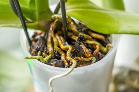 roots of orchid on ground, closeupの写真素材