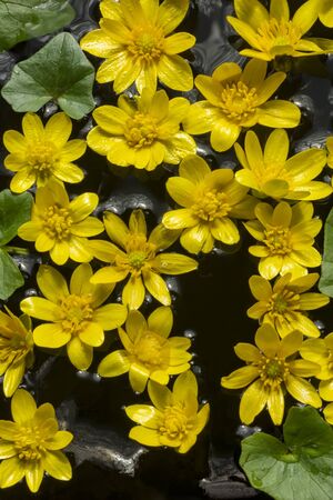 small yellow flowers with green leaves on water surfaceの写真素材