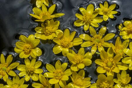 small yellow flowers on water surfaceの写真素材