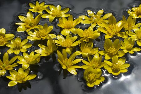 small yellow flowers on water surfaceの写真素材