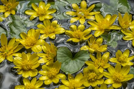 small yellow flowers with green leaves on water surfaceの写真素材