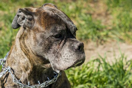 portrait of german boxer on the grass backgroundの写真素材