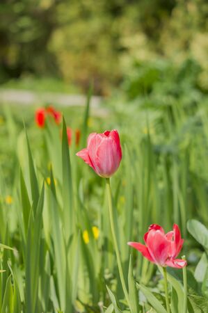 Beautiful red tulips in grassの写真素材