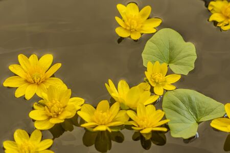 small yellow flowers with green leaves on water surfaceの写真素材