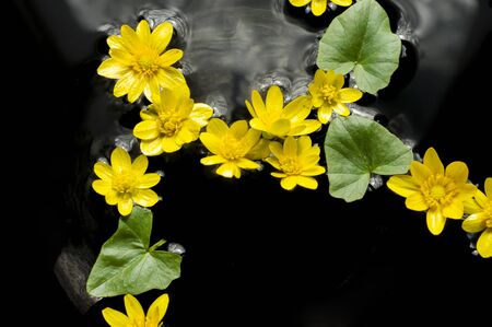 small yellow flowers with green leaves on water surface