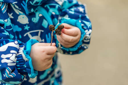 little boy holds a branch with cones in his handsの写真素材