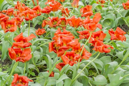 Field of wilted red tulipsの写真素材
