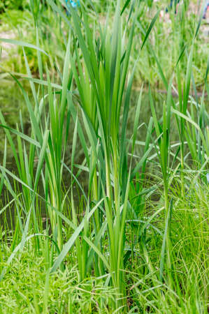 Bulrush plant near the pondの写真素材
