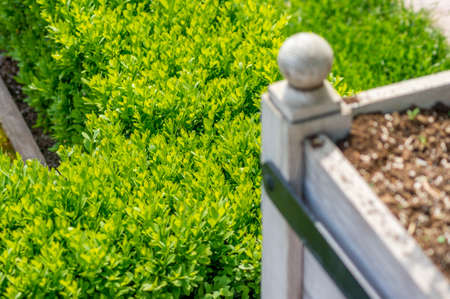Closeup of living fenceの写真素材