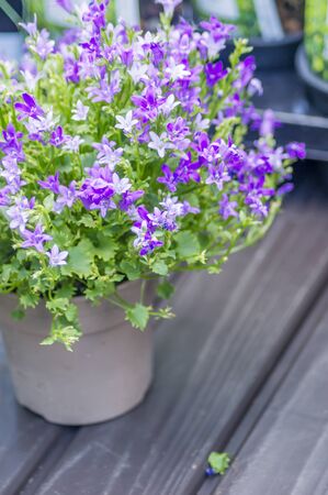 small purple flowers in a potの写真素材