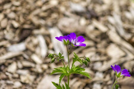 Alpine Wood Cranesbill ( geranium sylvaticum ) spring flower. の写真素材