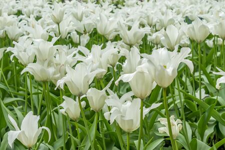 Field of beautiful white tulips in the garden. Natural viewの写真素材