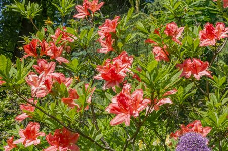 Orange Rhododendron. Evegreen shrub.の写真素材