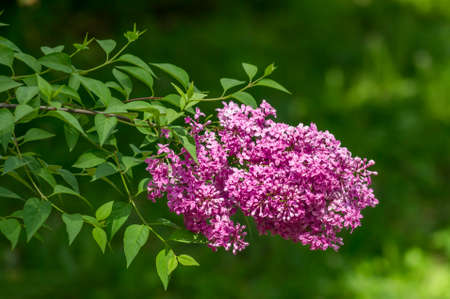 violet lilac on green background closeupの写真素材