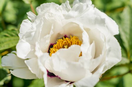 white peony on green backgroundの写真素材