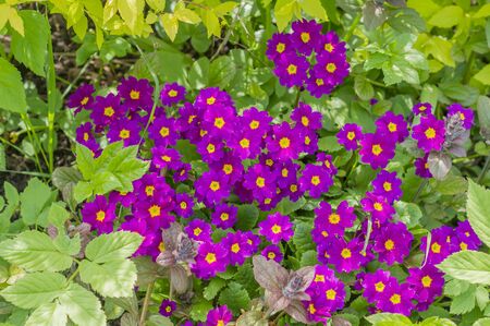 decorative  densely flowersの写真素材