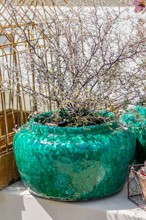 green clay vase with decirative tree