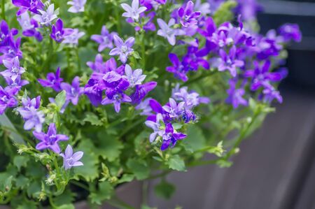 small purple flowers closeup in a potの写真素材