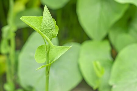 Closeup of young sprout の写真素材