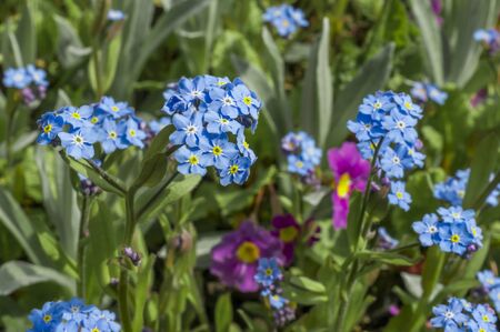 Field of pink and blue small flowersの写真素材