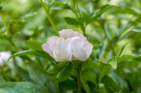 Pink peony flower on green background. Soft focus.の写真素材