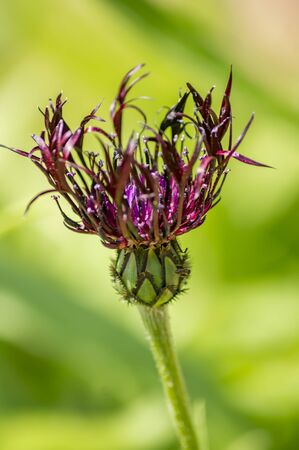 purple Cornflower on green backgroundの写真素材