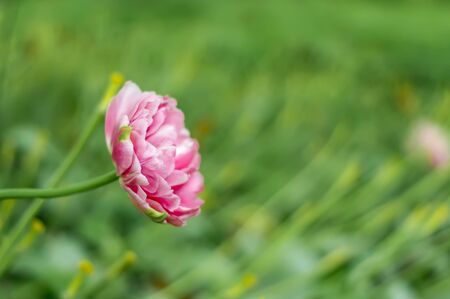 rose tulip on green backgroundの写真素材