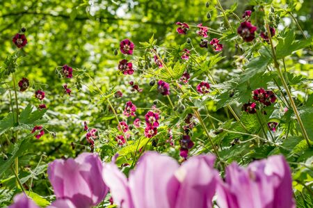 purple flowers in the forestの写真素材