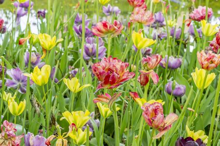 Colorful field of tulipsの写真素材