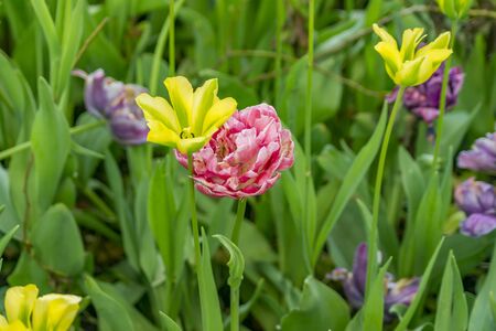 Colorful field of tulipsの写真素材