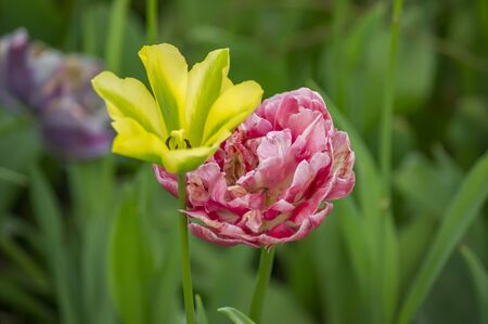 yellow and pink tulips on green backgroundの写真素材