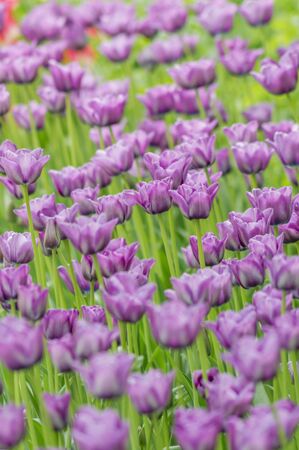 field of purple tulips. Selective focus. Arabian Mystery tulipの写真素材