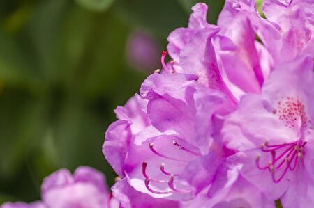 Violet flowers of Rhododendron. Evergreen shrub.