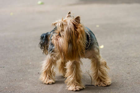 Yorkshire Terrier dog standing on the roadの写真素材