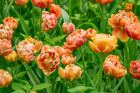 Field of tulips Orange Angeliqueの写真素材