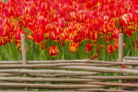 field of red tulips behind the wooden fenceの写真素材