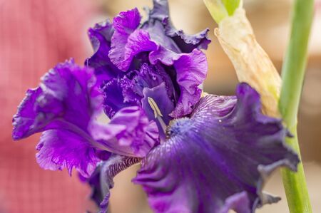 closeup of blooming purple iris flowerの写真素材
