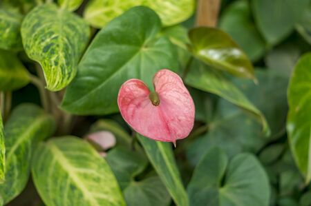 Anthurium flowerの写真素材