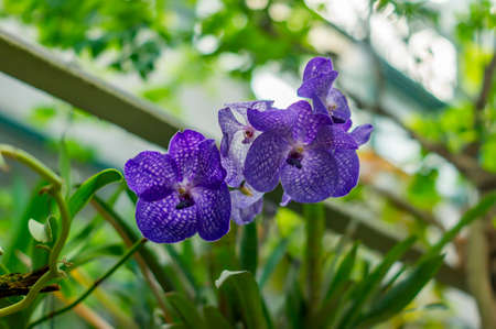 blooming violet orchid flower