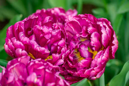 purple tulipsの写真素材