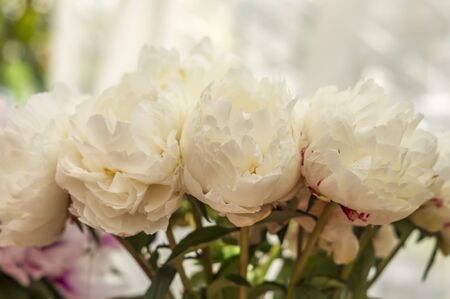 blooming white peony flowersの写真素材