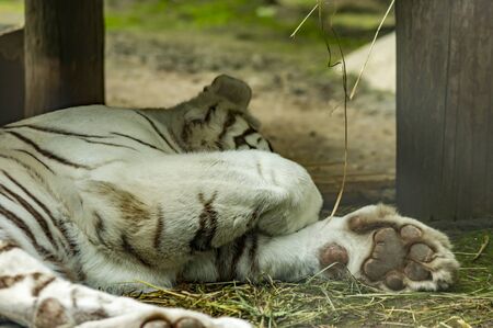 slleping white tigerの写真素材