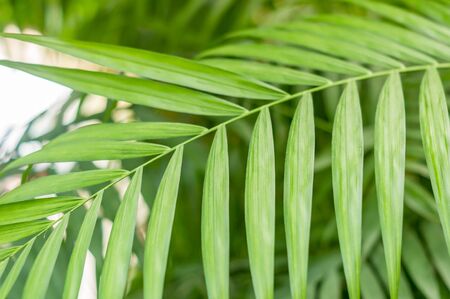 closeup of palm leavesの写真素材