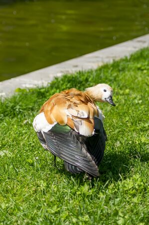 wild red duck is going to clean feathersの写真素材