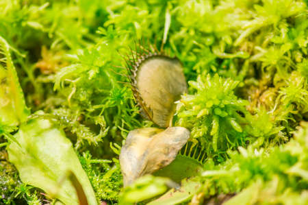 Dionaea muscipula on nature background.の写真素材