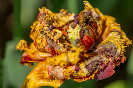 closeup of yellow tulipの写真素材