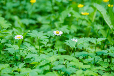 blooming forest flowers