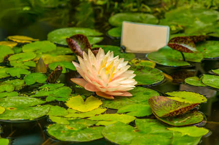 beautiful pink waterlily or lotus flower in pond