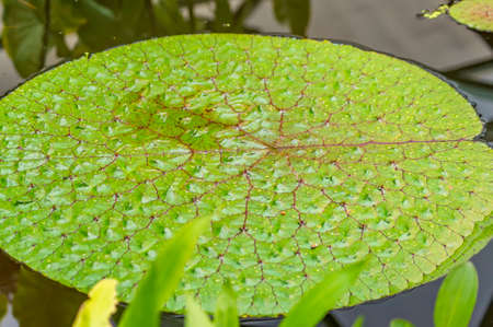 Surface Of Green Leaves Lotus Lily Water In Pond
